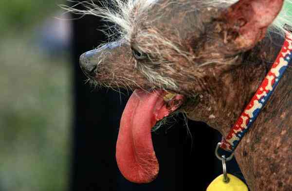 ugly dogs and cats. Ugly Dogs, World#39;s Ugliest